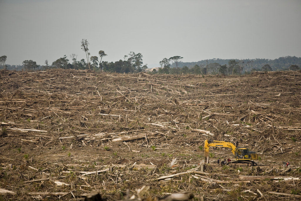 Cargill's Problems With Palm Oil This photo is from an