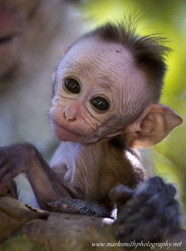 Baby toque macaque Mark Smith Flickr