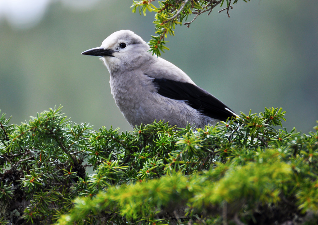 Camp Robber Bird Martin Campbell Flickr