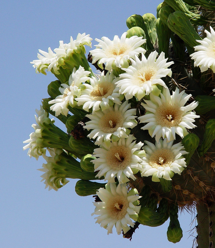 Saguaro Blooms Arizona State Flower. An Art Photo. Spring … Flickr