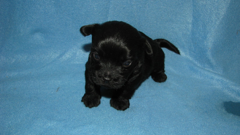 Teacup Yorkiepoo Puppy at 4 weeks At PocketSizedPuppies.co… Flickr