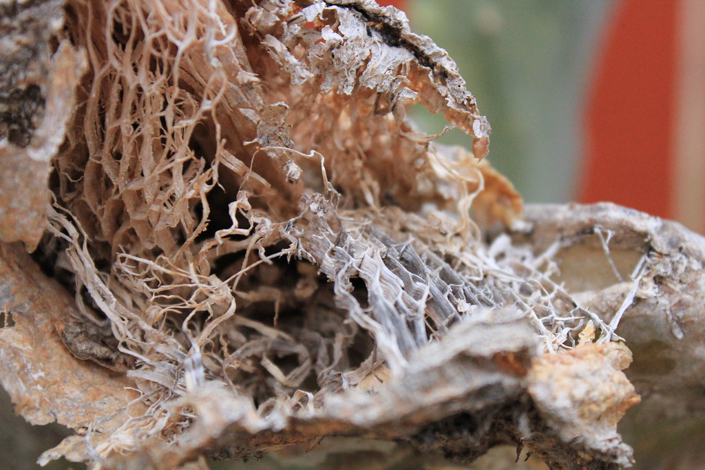 This is how plant cells decay It WAS a cactus. northern veins Flickr