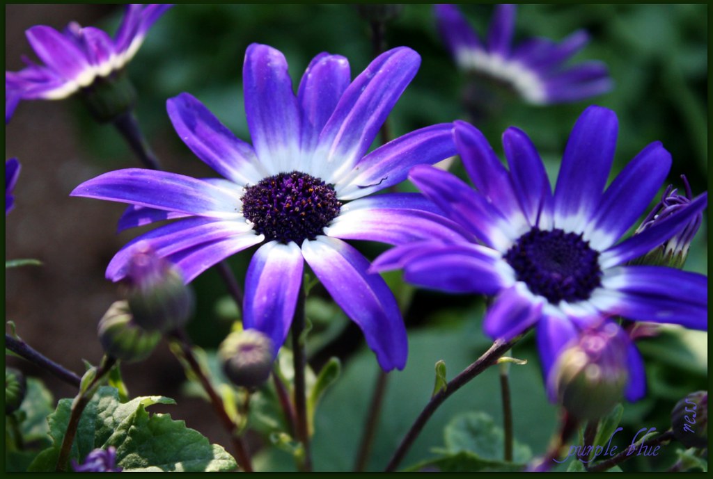 a daisy of a different color from my backyard to yours..??? Flickr