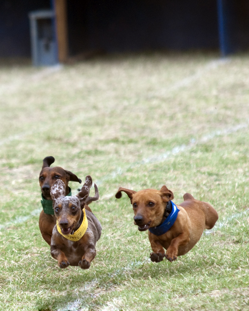Weiner Dog Races in Buda Weiner dogs races in Buda Texas M… Flickr