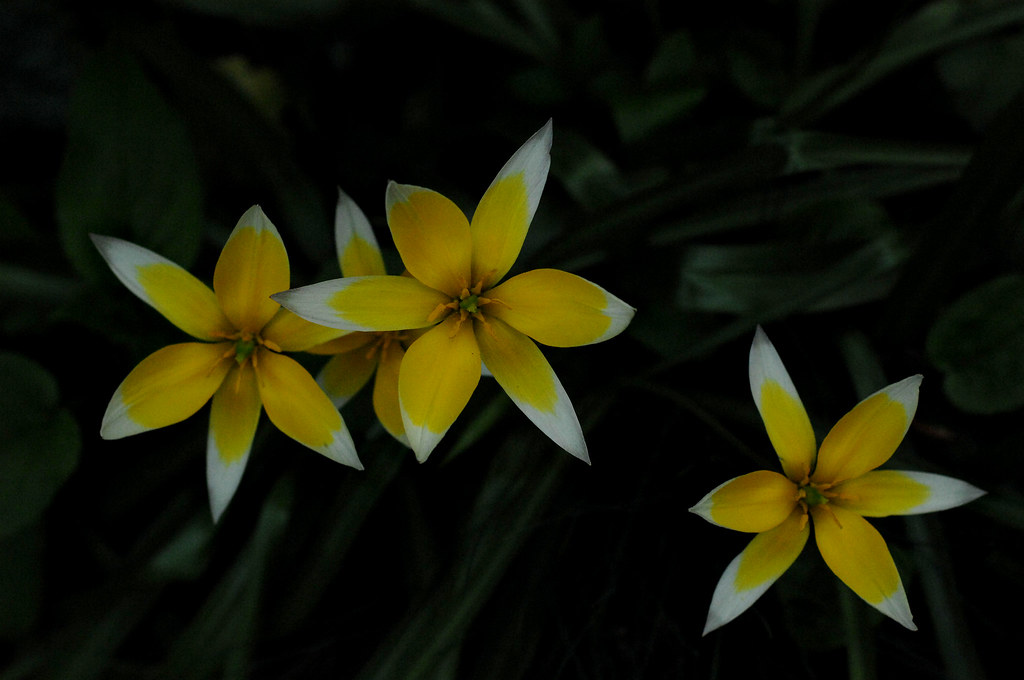 yellow flowers, white tips in a cabbagetown garden. Flickr