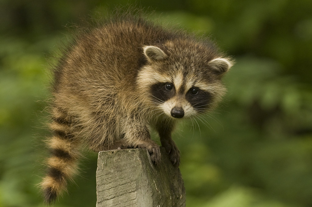Baby Raccoon There were two of these guys in my yard this … Flickr