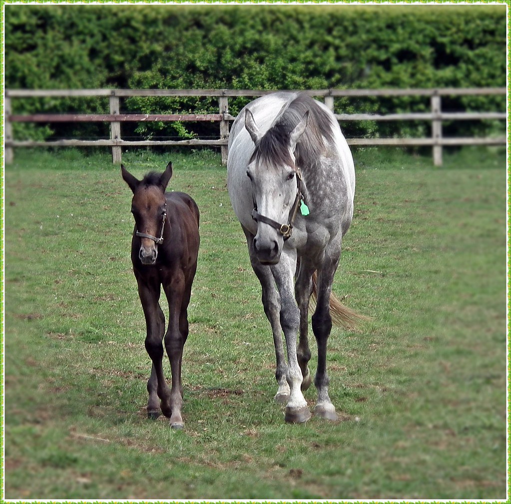 Grey Thoroughbred Mare & her foal Photo taken at The Royal… Flickr
