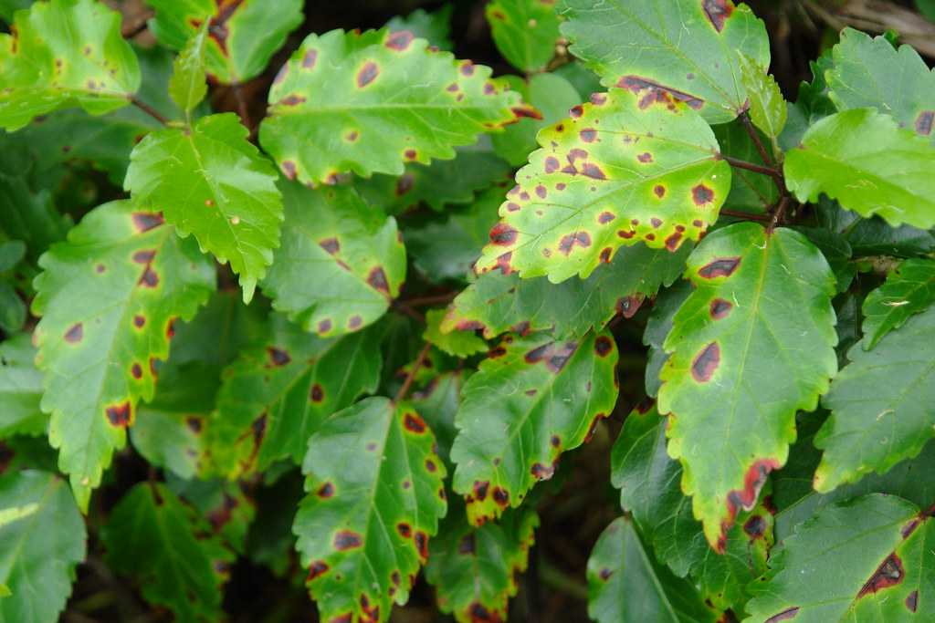Hibiscus Bacterial leaf spot caused by Pseudomonas cichor… Flickr