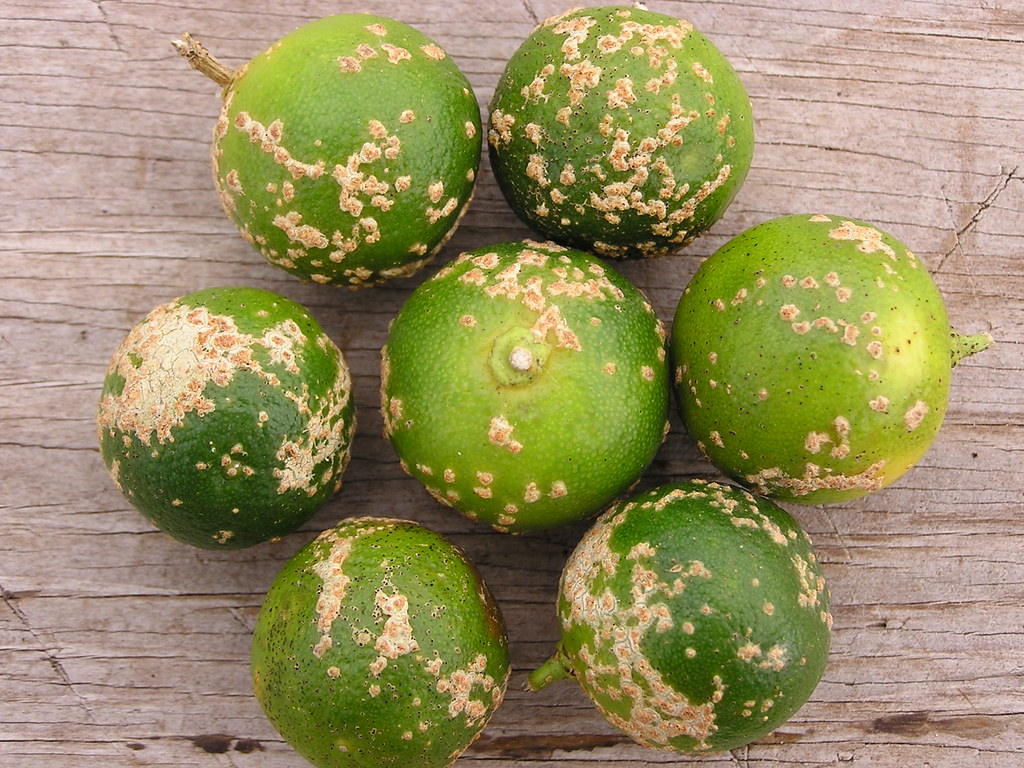 Citrus scab, caused by Elsinoe fawcetti Read www.ctahr.ha… Flickr