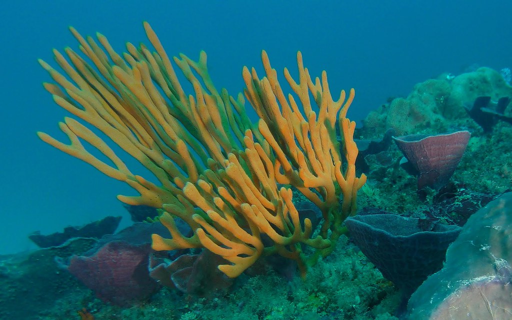 Orange Finger Sponge Ulladulla A large orange finger spo… Flickr