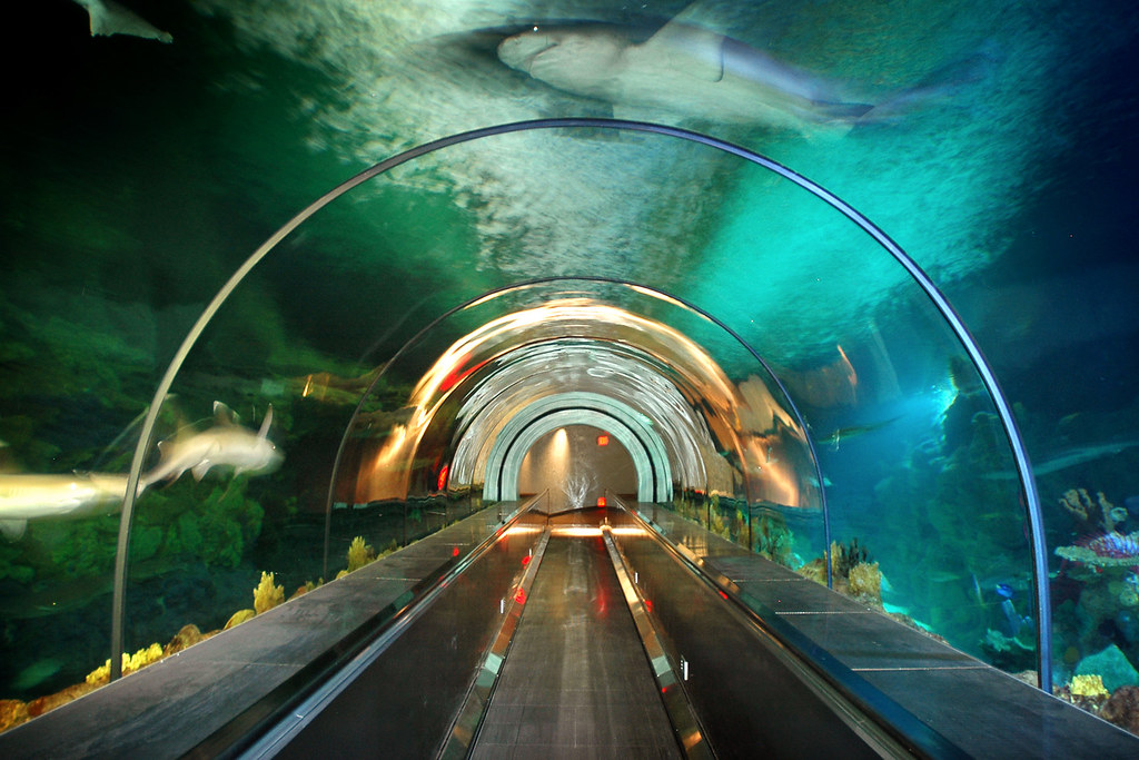 SeaWorld14 092110 Shark Tube at SeaWorld San Diego Peter Csanadi