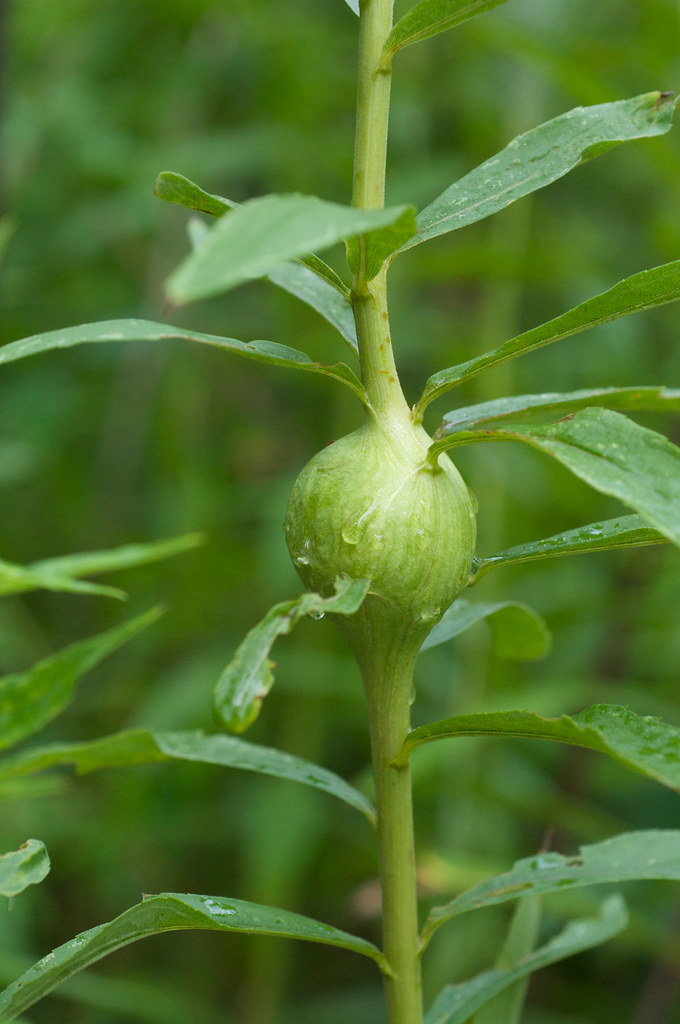 Goldenrod Gall Fly This is the home of the Goldenrod Gall … Flickr