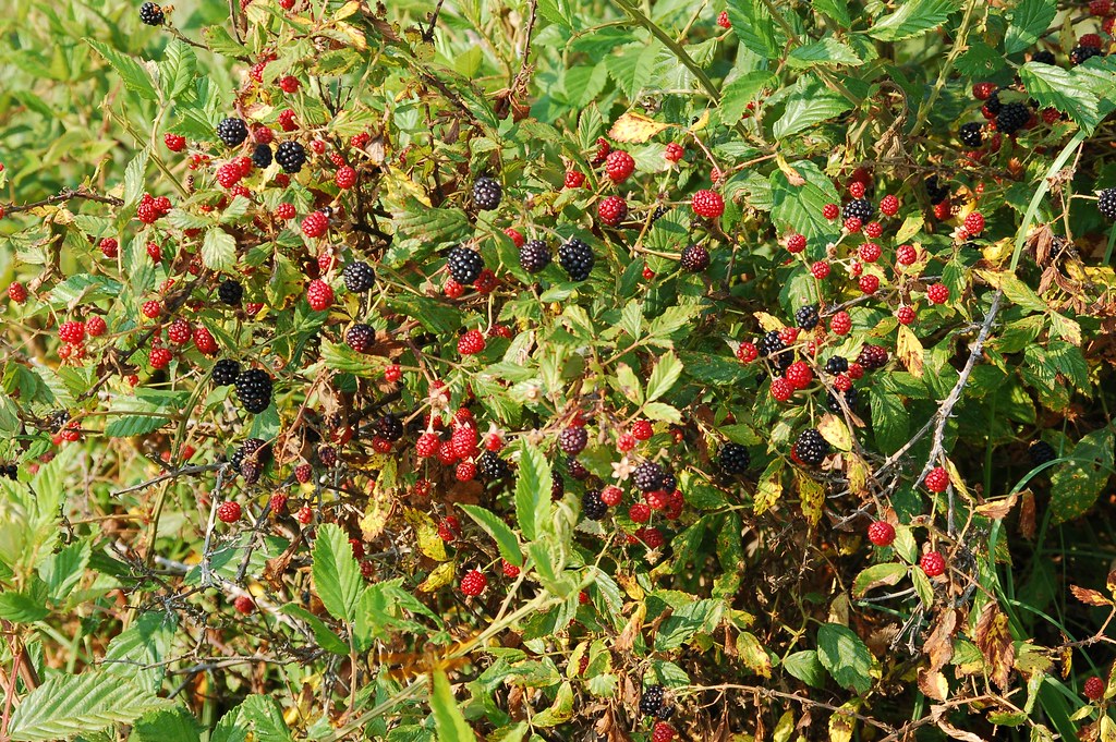 Wild Blackberries at Creek Ranch Florida Creek Ranch on Lake