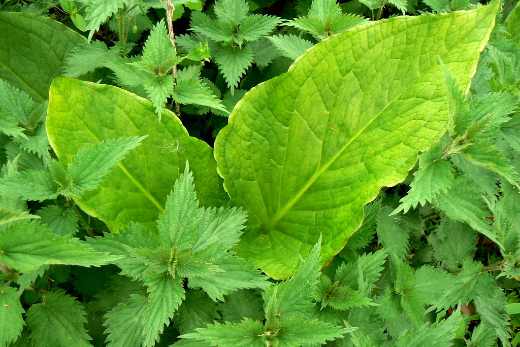 Poisonous and Edible Skunk cabbage is poisonous, but the p… Flickr