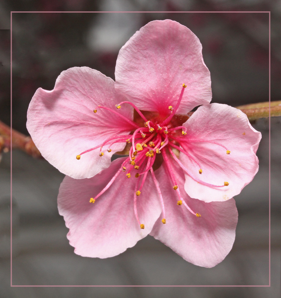 Nectarine Blossom Nectarine Blossom 2011_03_05_6170_edited… Peter