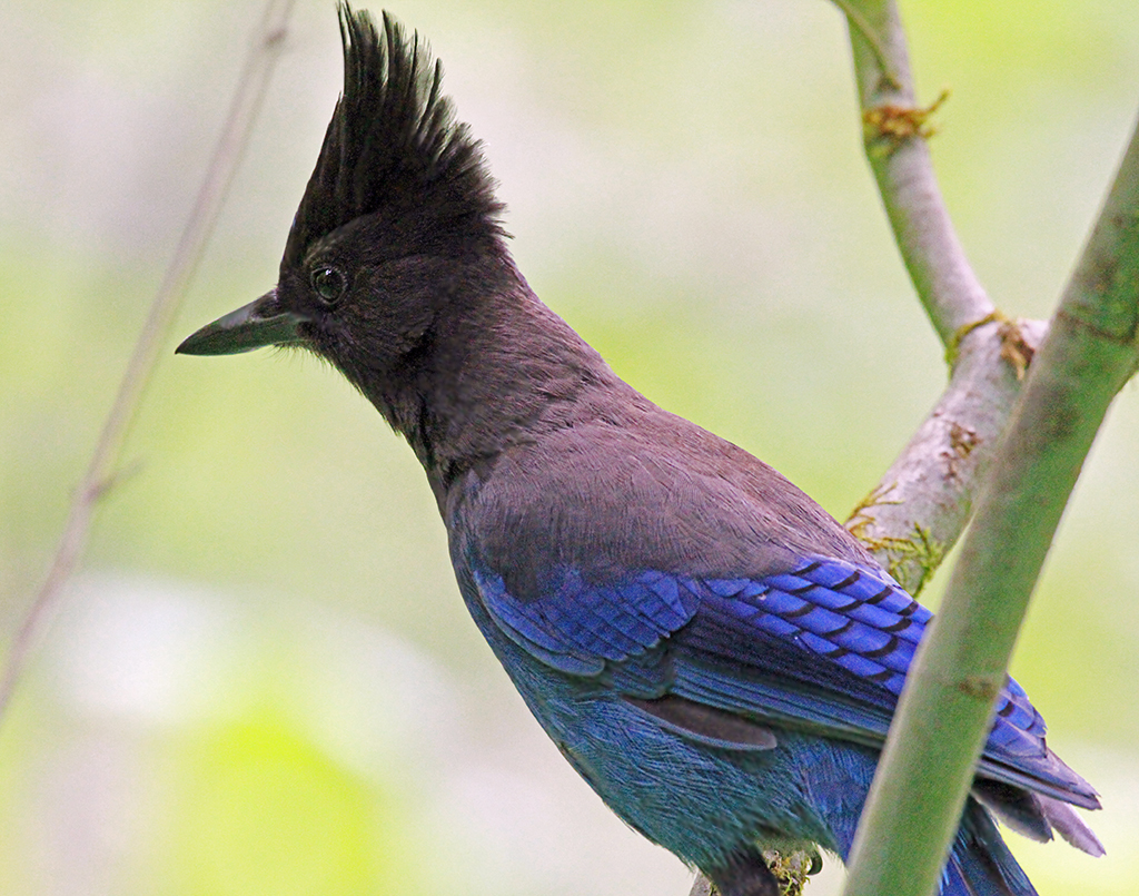 Camp Robber We spent this last weekend at Paradise Creek C… Flickr