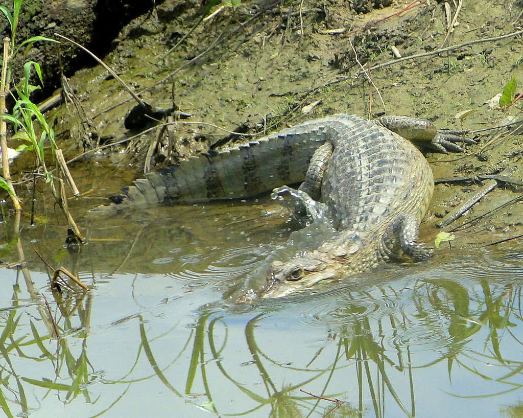 Baba o Babo [Spectacled cayman] (Caiman crocodilus) Flickr