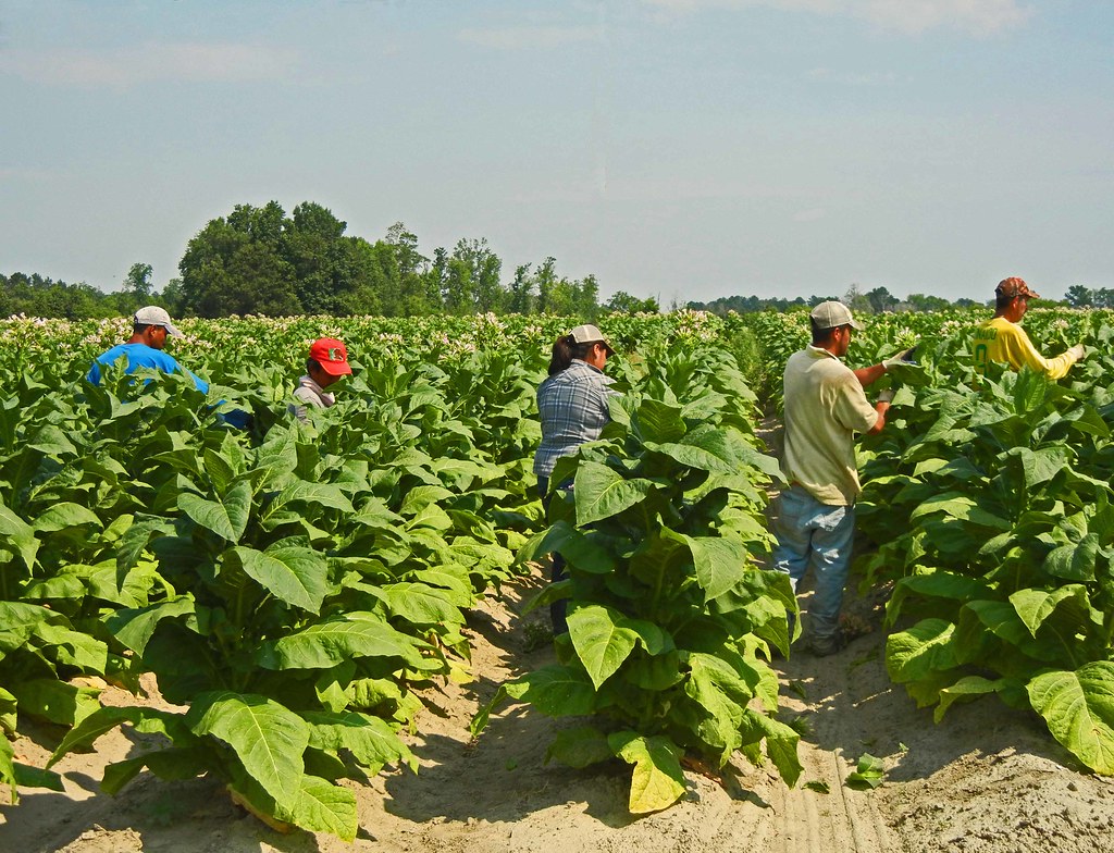 Topping Tobacco South of Macclesfield, County, … Flickr