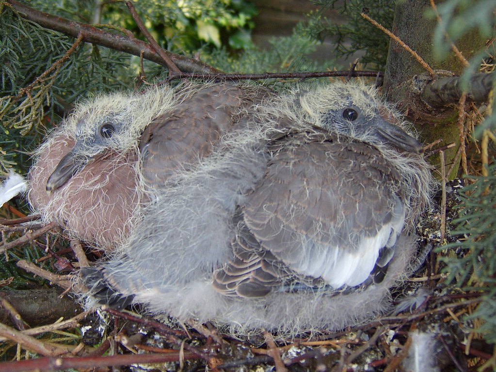 Baby Wood Pigeons Wood Pigeon Columba palumbus These bab… Flickr