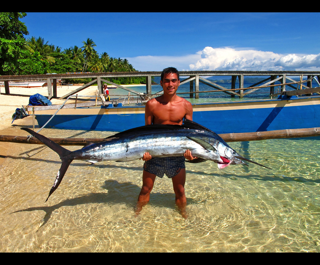 Ikan Layar Indopacific sailfish Giuseppe Suaria Flickr