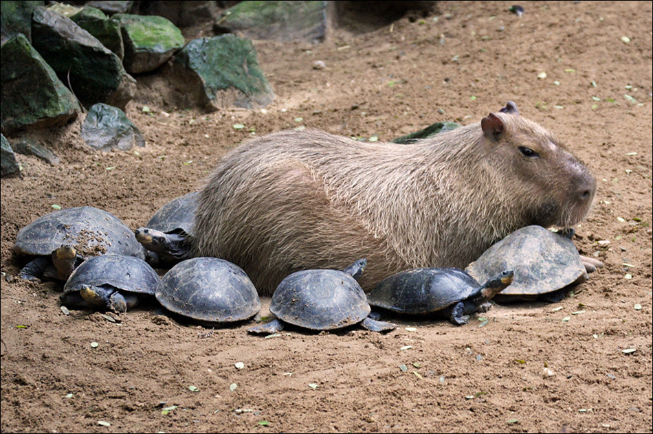 You're one of us The Capybara (Hydrochoerus hydrochaeris) … Flickr