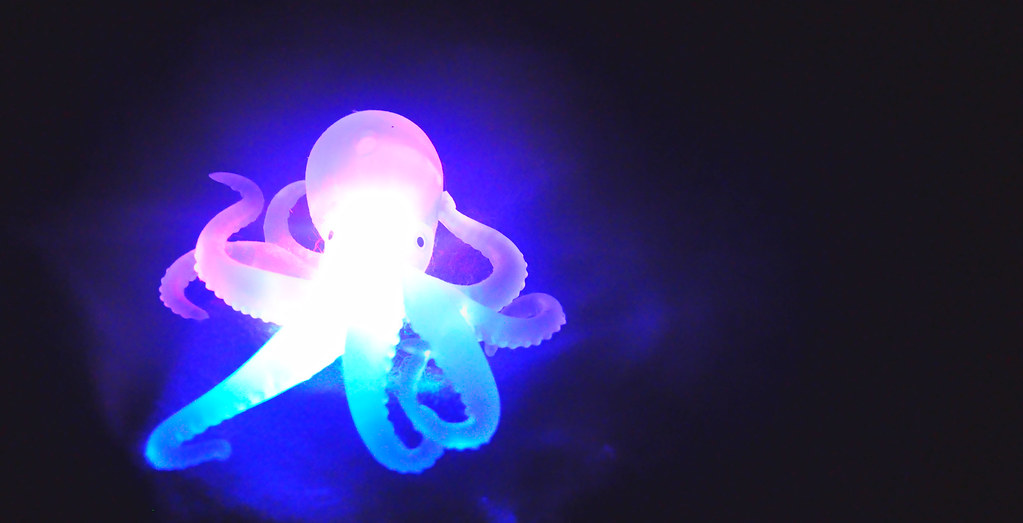 Rainbow Octopus Steven Franklin Flickr