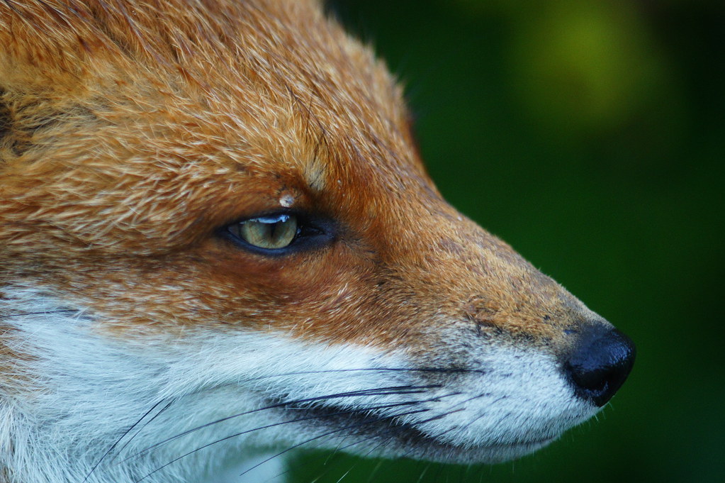 Fox Closeup Seen at the British Wildlife Centre, Newchape… Flickr