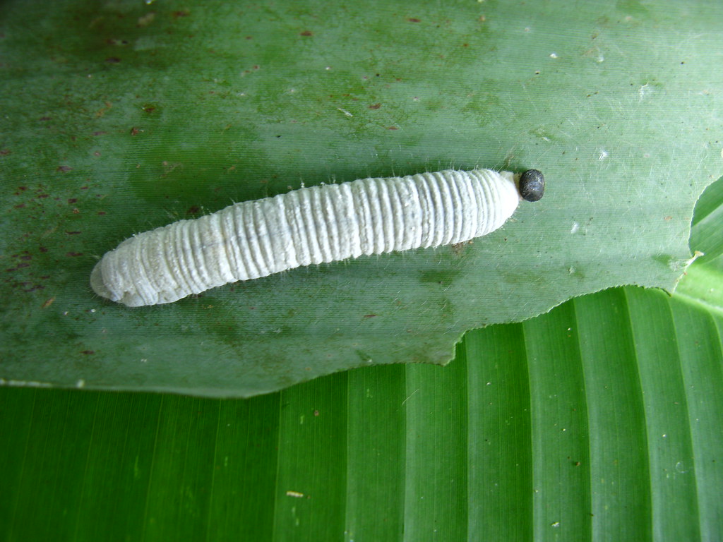 Caterpillar from Banana leaf shelter Don Ehlen Flickr