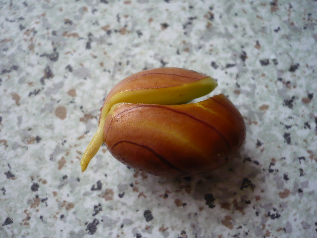 Jackfruit Seed Germination(4) Jackfruit Germination from s… Flickr