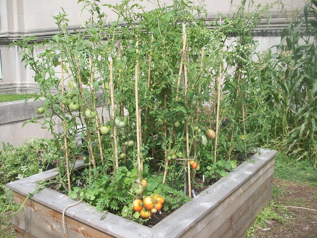 Square Foot Gardening Indeterminate Tomatoes all about hobby