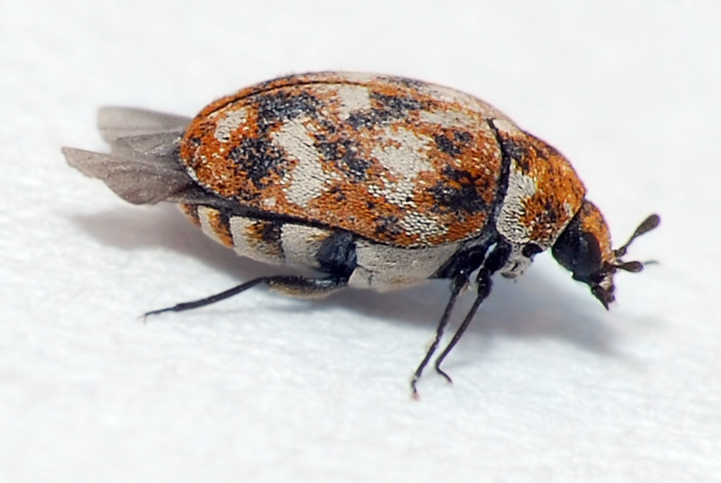 Varied Carpet Beetle This little guy was about the size of… Larah
