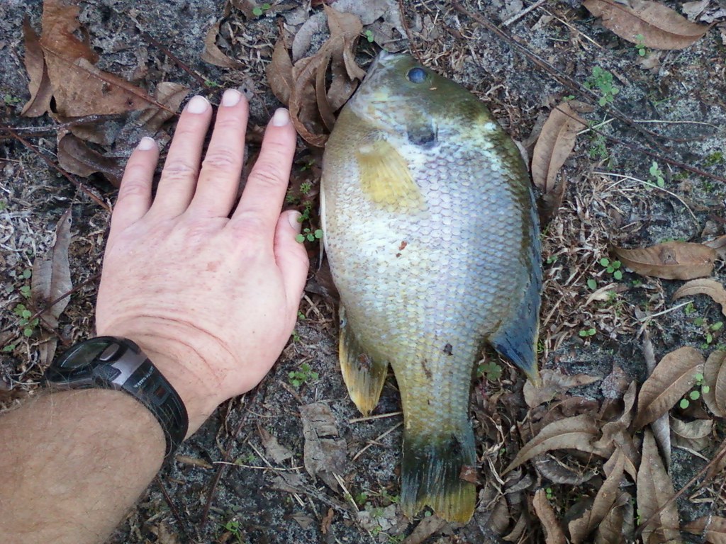 Hybrid Bream from our pond (I feed them every day ) Flickr
