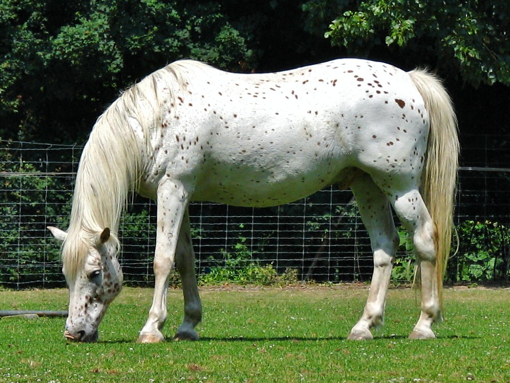 What Is A Speckled Horse Called at Brayden Cooke blog
