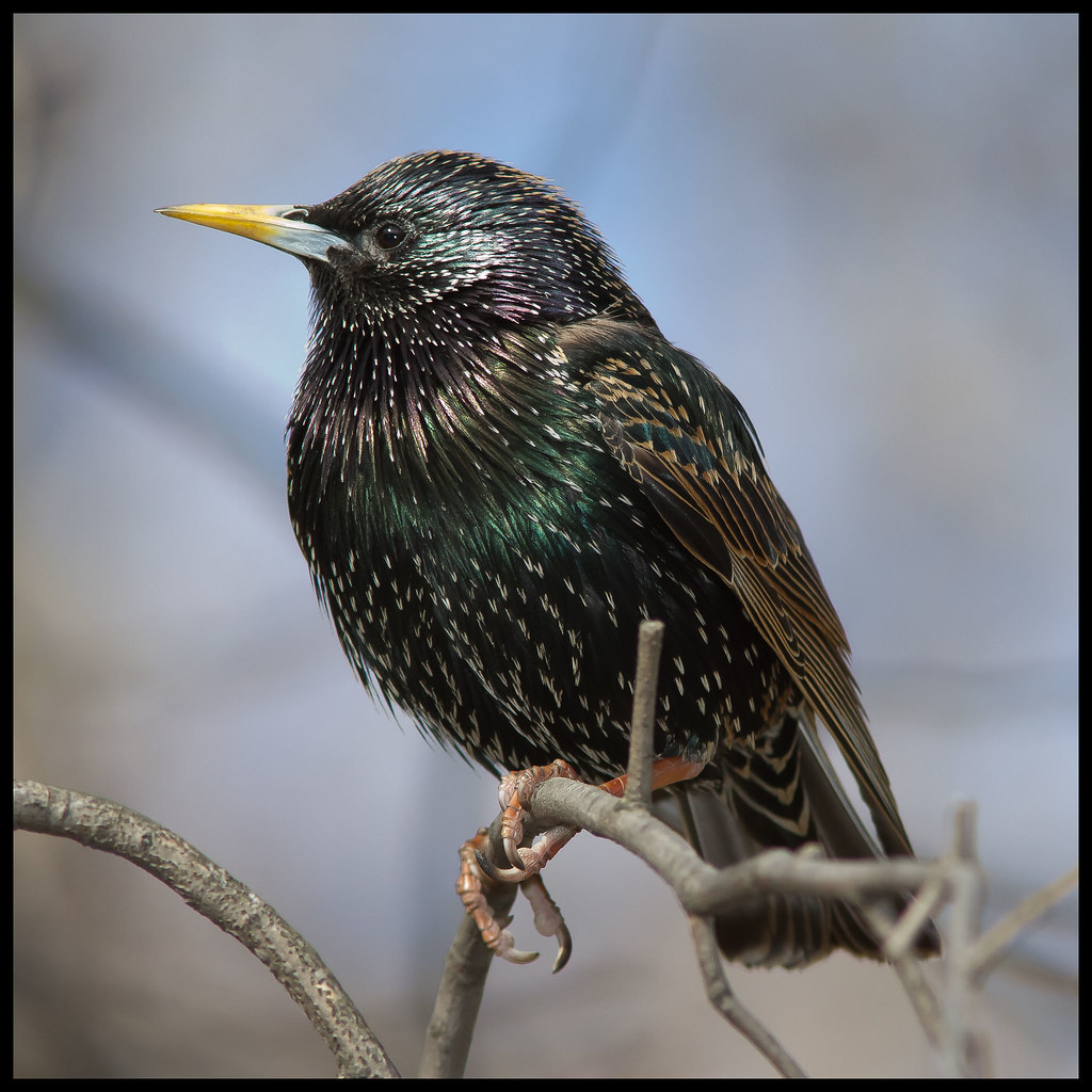 European Starling, The Ramble, Central Park, NY Do you kno… Flickr