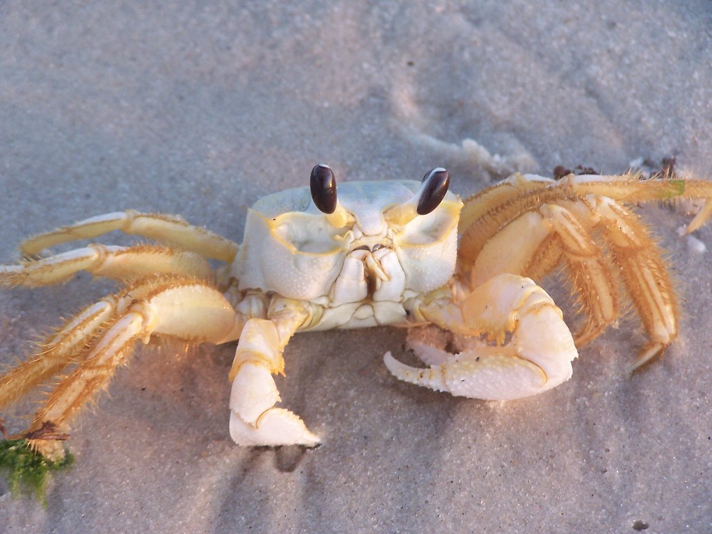 Alabama 2009 248 a cute crab who wanted his photo taken Sandy Zuerlein Flickr