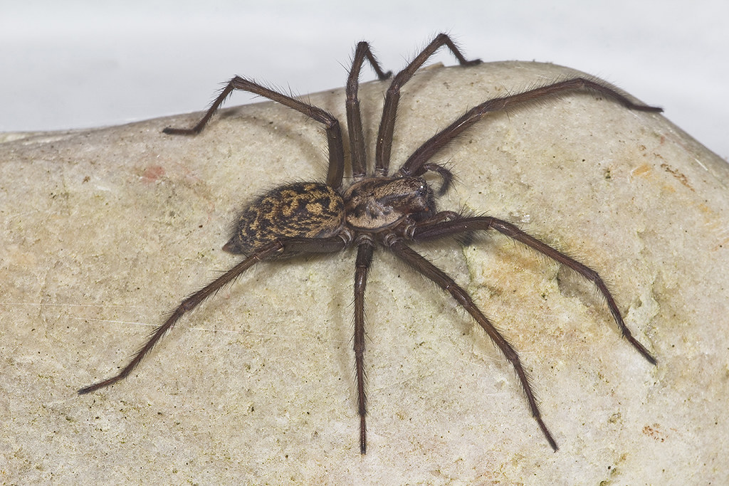 Cardinal Spider 1, 08/03/11 Found in my bathroom. Canon 60… Flickr