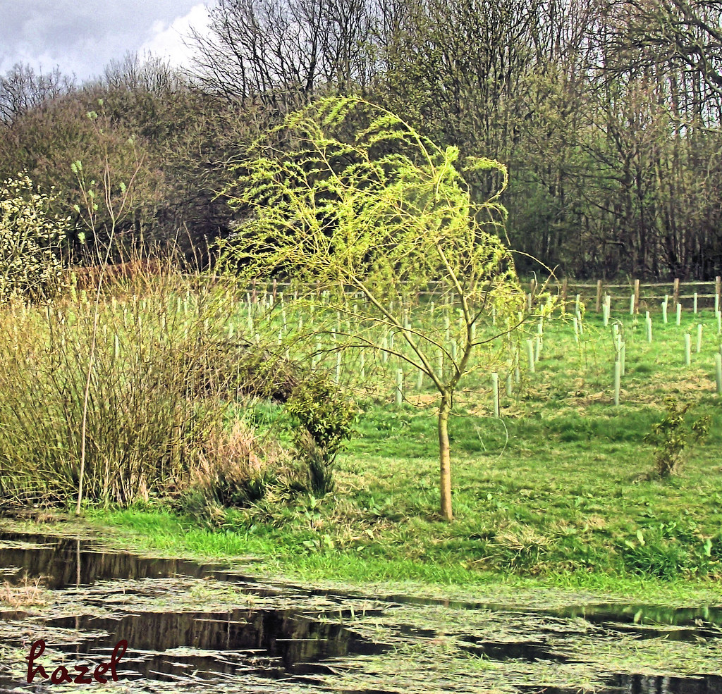 Young Willow Tree near the Pond Thank you so much for visi… Flickr