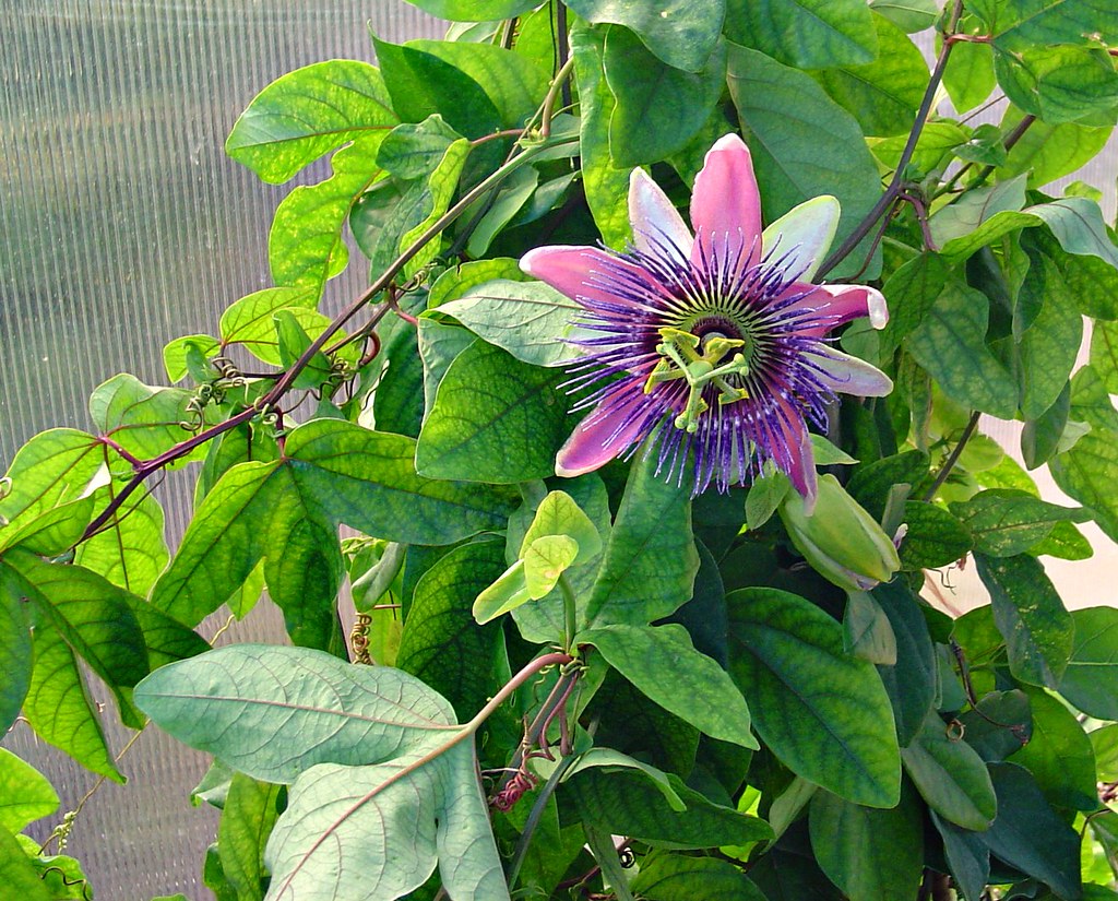 Passion flower vine Decatur, Texas freestockillustration… Flickr
