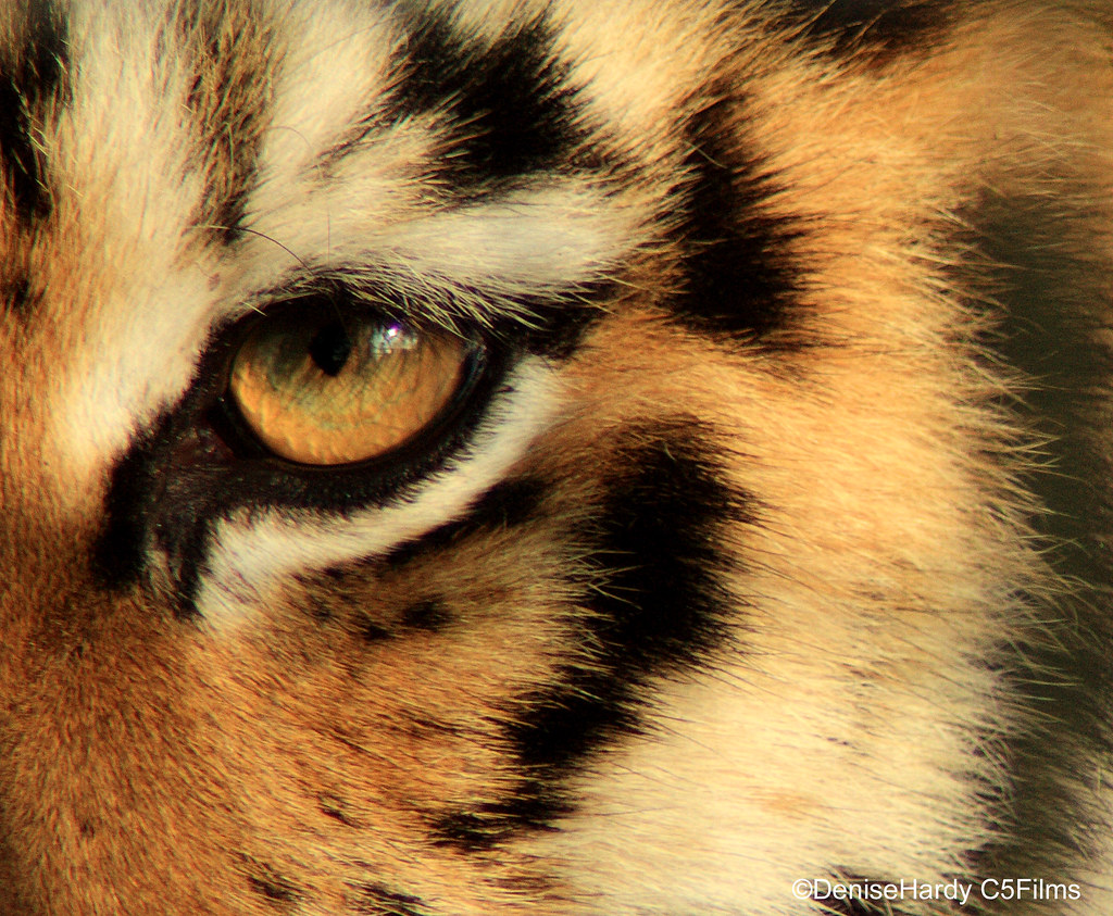 Tigers Eye Close up of the eye of the tiger............ Denise
