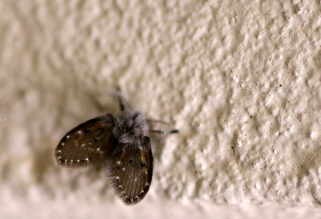 Drain Fly (Tiny Mothlike Thing) We get these tiny little … Flickr