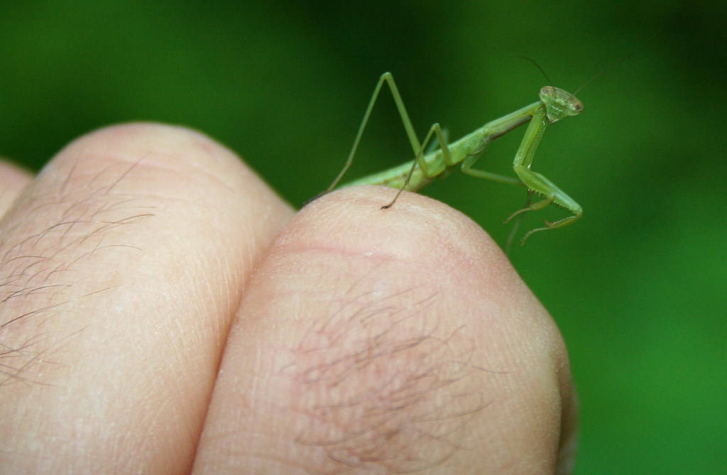 Baby Praying Mantis Baby Praying Mantis resting on my knuc… Flickr