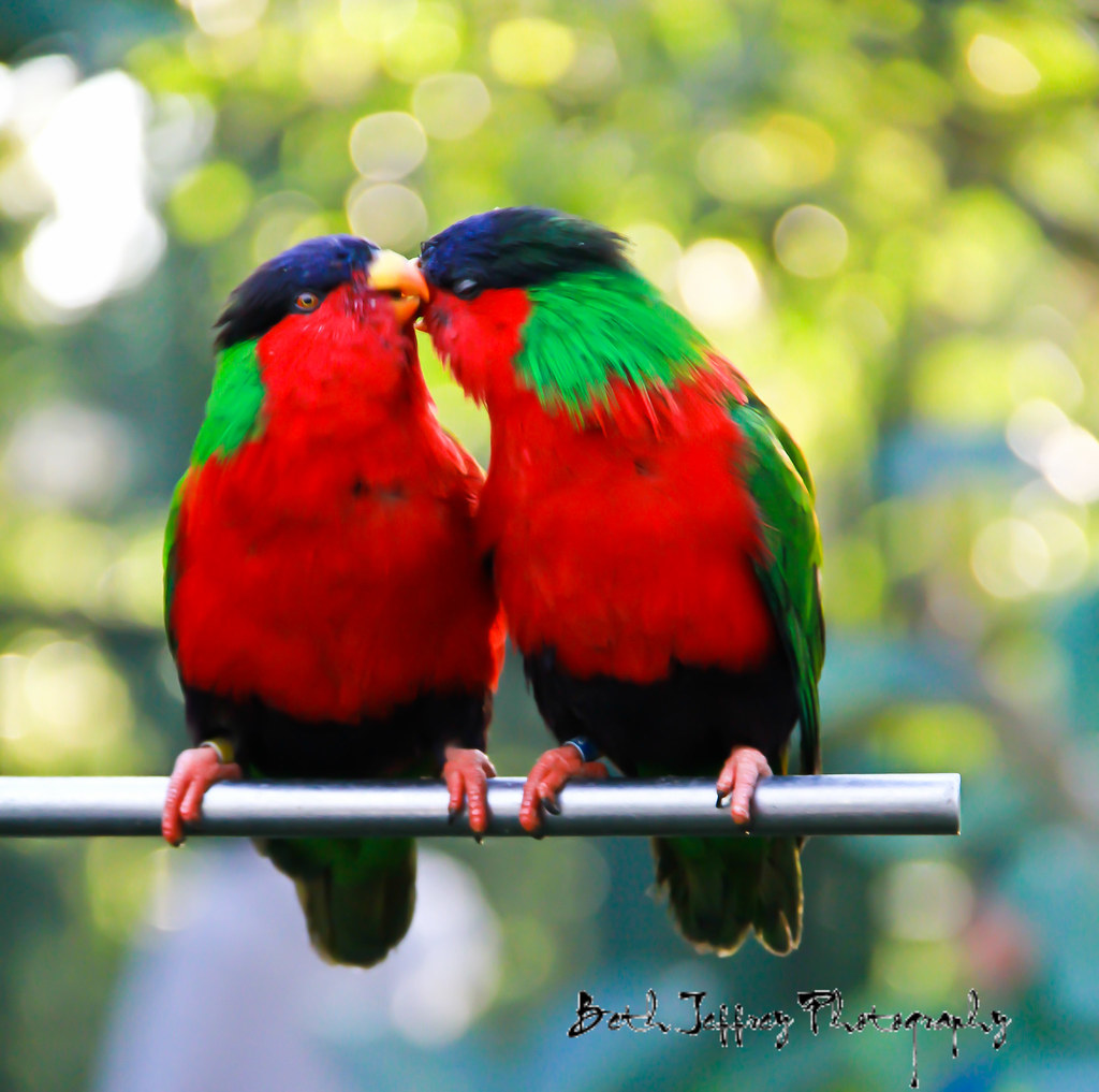birds kissing at the San Diego Zoo Beth Jeffrey Flickr