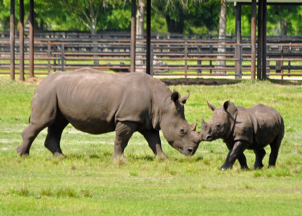Hi Mom White Rhino Scientific Name Ceratotherium simum
