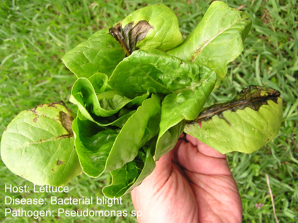 Lettuce bacterial blight Bacterial leaf blight of lettuce … Flickr