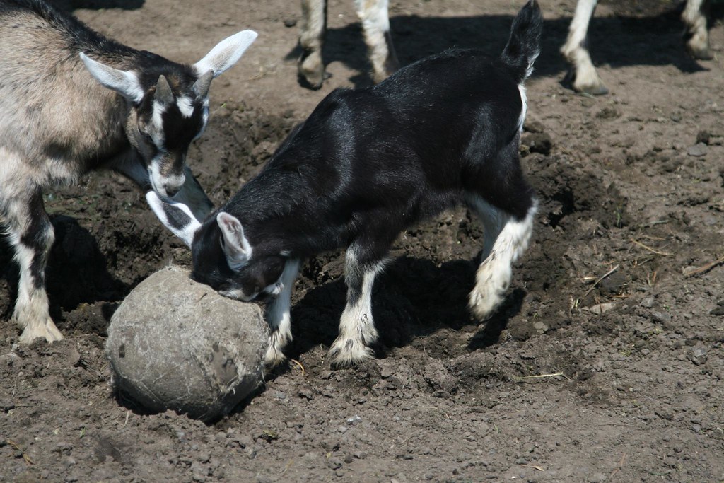Goat soccer The little boys like to do the soccer ball. He… Flickr