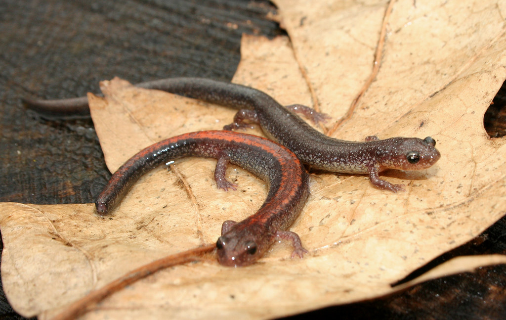 Redbacked Salamander (Plethodon cinereus