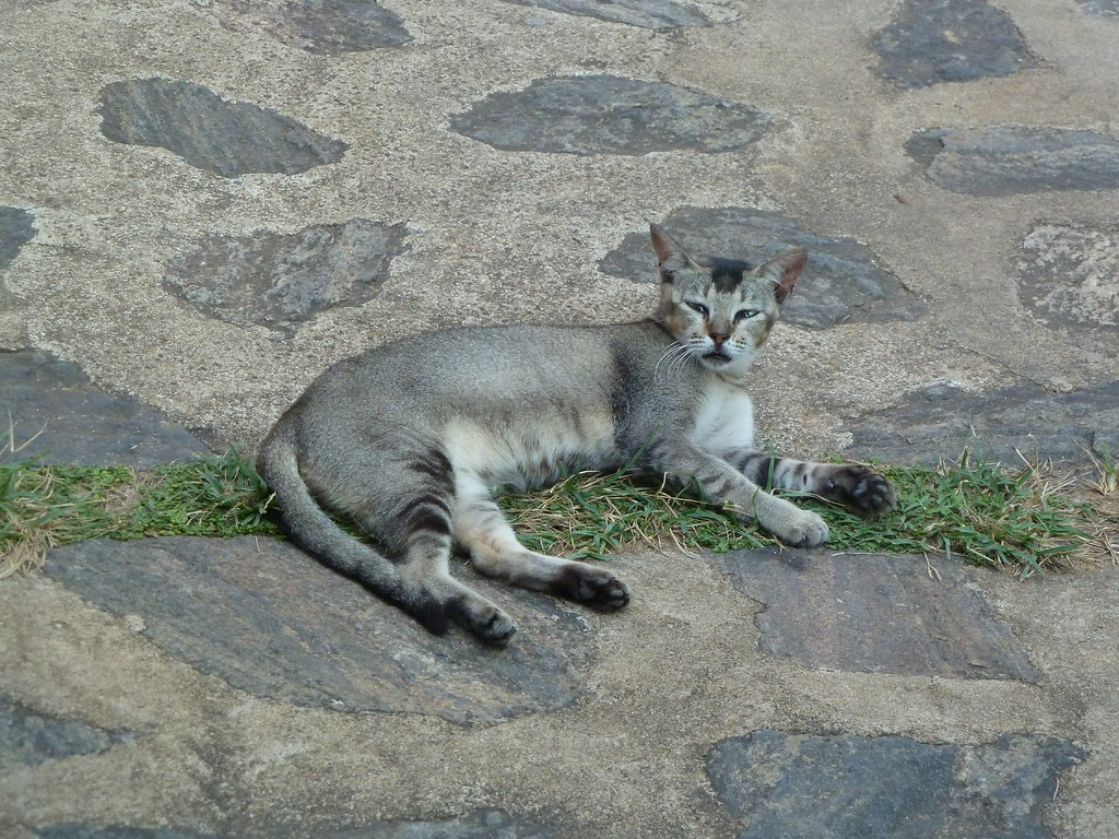 A cat in Negombo, Sri Lanka "Felis catus" Dunnock_D Flickr