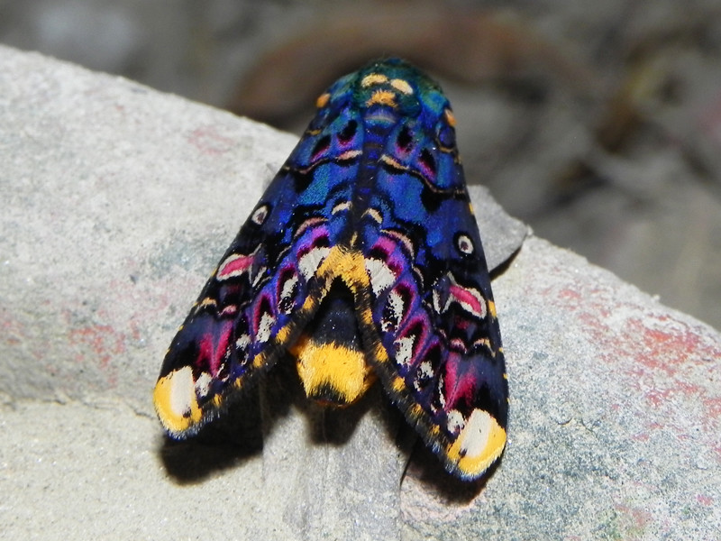 polytela gloriosae(lily moth) this moth's been spotted sit… Flickr