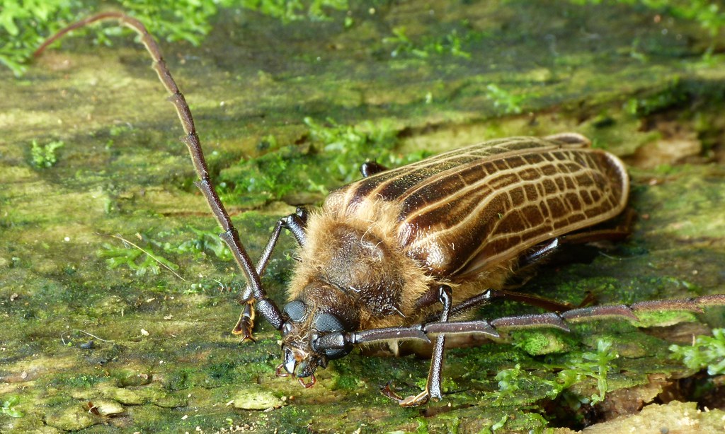Huhu Beetle (Prionoplus reticularis) A very common large l… Flickr