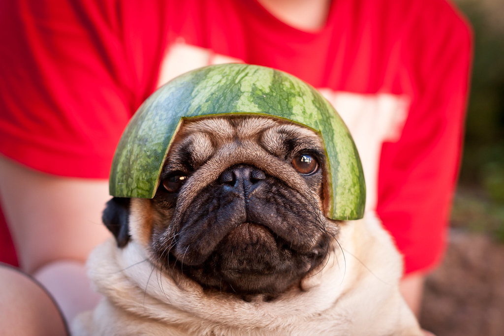 Pug in melon helmet 02 Boris the pug in a melon helmet mad… Flickr